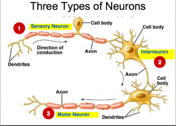 neuron%20types