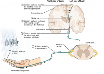 sensory-pathway-one