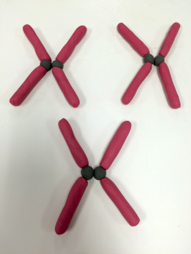 claychromosomes_568e825746a27