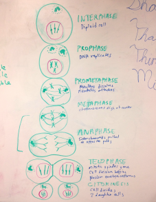 mitosisstageswhiteboard_568d24e461faa